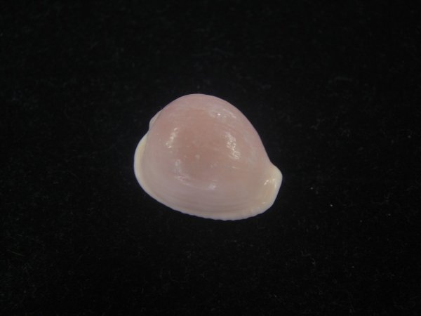 画像1: バライロスジボタン(Triviella aperta) 死殻だけど大　老成　美品 (1)