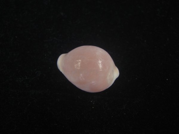 画像2: バライロスジボタン(Triviella aperta) 死殻だけど大　老成　美品 (2)