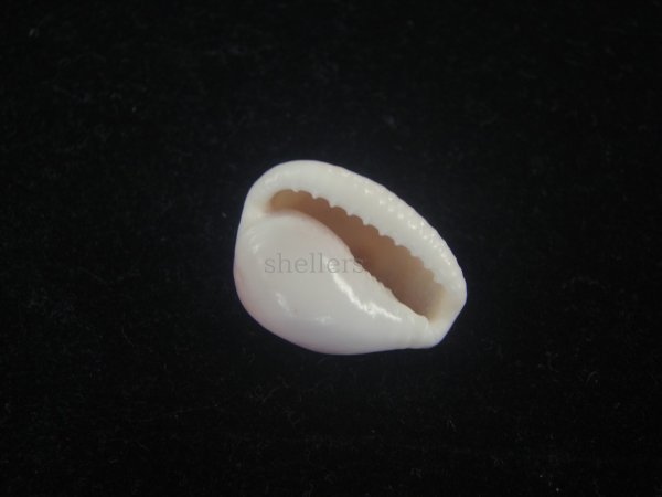 画像3: バライロスジボタン(Triviella aperta) 死殻だけど大　老成　美品 (3)