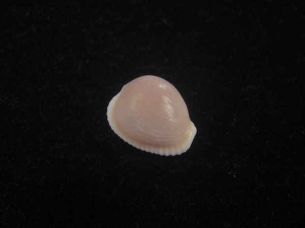 画像1: バライロスジボタン(Triviella aperta) 濃色　老成　美品 (1)