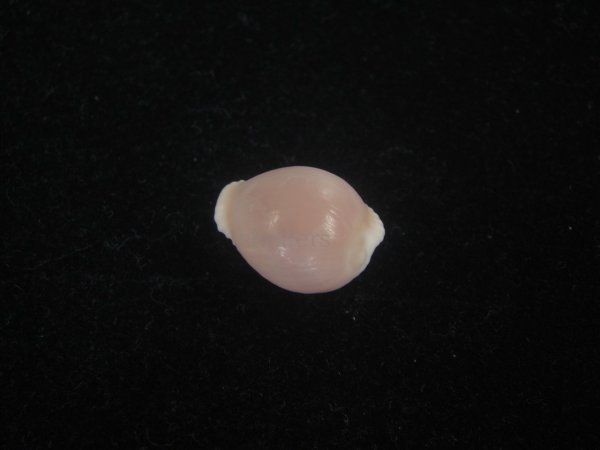 画像2: バライロスジボタン(Triviella aperta) 濃色　老成　美品 (2)