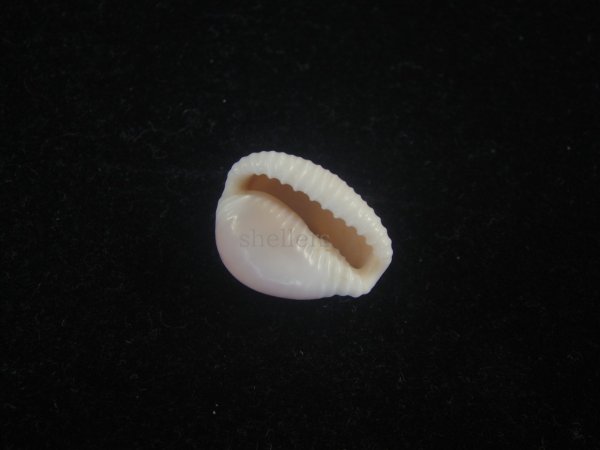 画像3: バライロスジボタン(Triviella aperta) 濃色　老成　美品 (3)