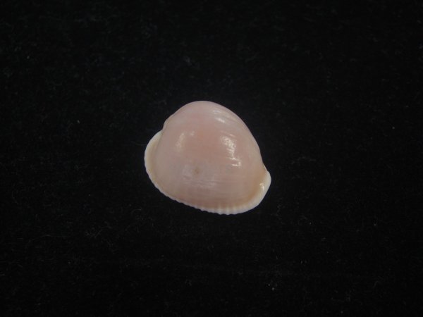 画像1: バライロスジボタン(Triviella aperta) 濃色　老成　美品 (1)