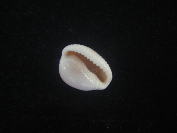 画像3: バライロスジボタン(Triviella aperta) 濃色　老成　美品 (3)