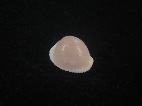 画像1: バライロスジボタン(Triviella aperta) 濃色　老成　美品 (1)
