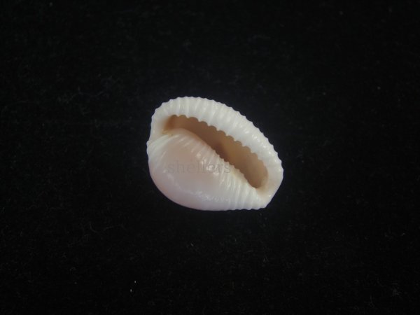 画像3: バライロスジボタン(Triviella aperta) 濃色　老成　美品 (3)