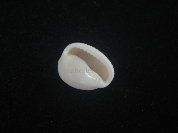 画像3: タマゴボタン(Trivia ovulata) 濃色　老成　美品 (3)