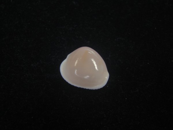 画像1: タマゴボタン(Trivia ovulata) 濃色　老成　特美品 (1)
