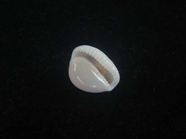 画像3: タマゴボタン(Trivia ovulata) 濃色　老成　特美品 (3)