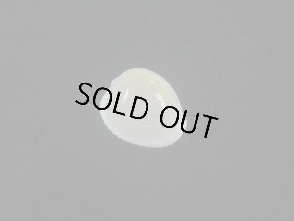 画像1: タマゴボタン(Trivia ovulata) 老成 (1)