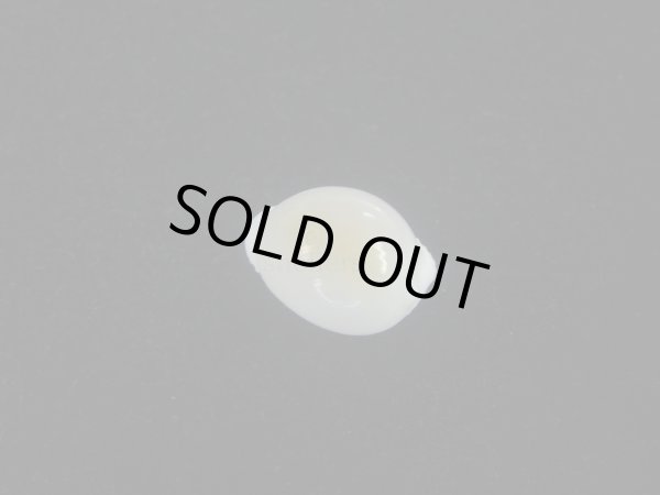 画像2: タマゴボタン(Trivia ovulata) 老成 (2)