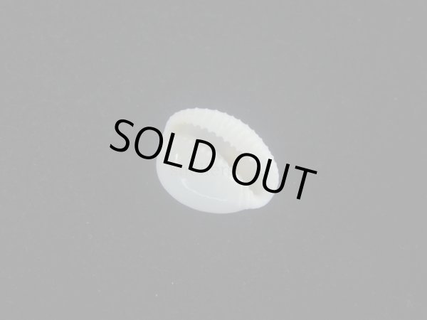 画像3: タマゴボタン(Trivia ovulata) 老成 (3)