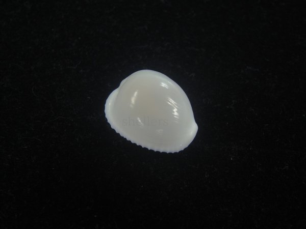 画像1: タマゴボタン(Trivia ovulata) 特美品 (1)