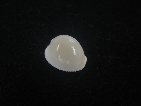 画像1: タマゴボタン(Trivia ovulata) 老成　特美品 (1)