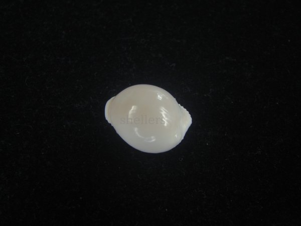 画像2: タマゴボタン(Trivia ovulata) 老成　特美品 (2)