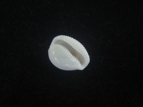 画像3: タマゴボタン(Trivia ovulata) 老成　特美品 (3)