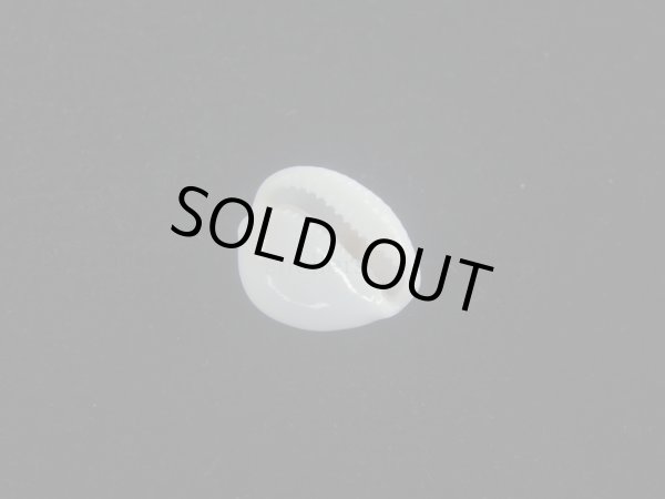 画像3: タマゴボタン(Trivia ovulata) 桃 (3)