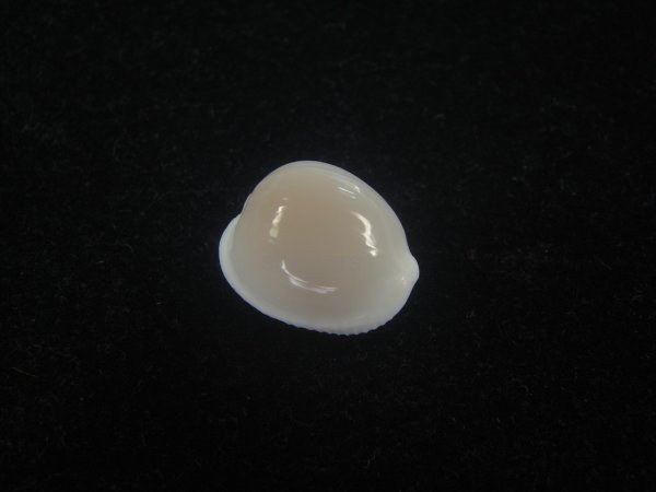 画像1: タマゴボタン(Trivia ovulata) 桃　老成　美品 (1)