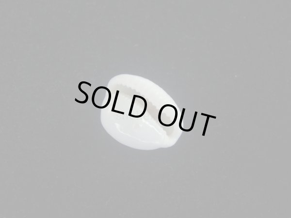 画像3: タマゴボタン(Trivia ovulata) 桃　老成　美品 (3)