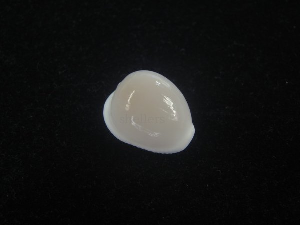 画像1: タマゴボタン(Trivia ovulata) 桃　美品 (1)