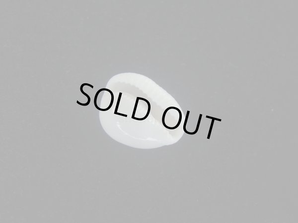 画像3: タマゴボタン(Trivia ovulata) 桃　美品 (3)