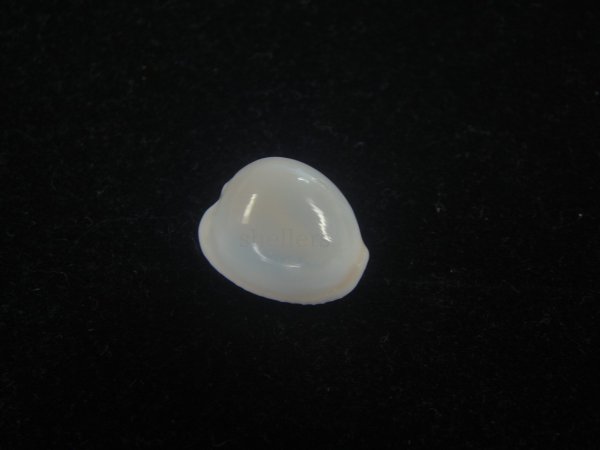 画像1: タマゴボタン(Trivia ovulata) 桃　美品 (1)