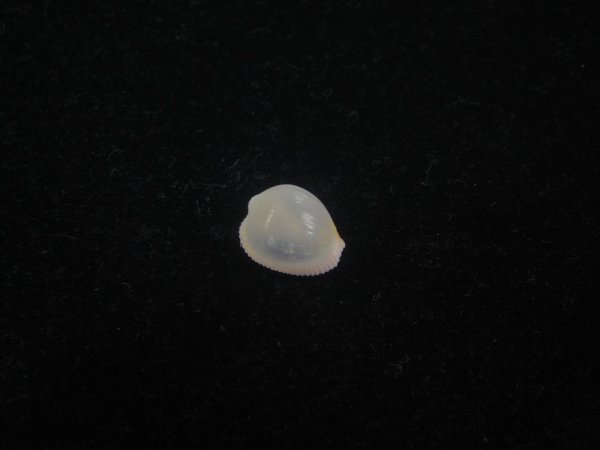 画像1: フクロシラタマ(Triviella vesicularis) 桃　濃色 (1)