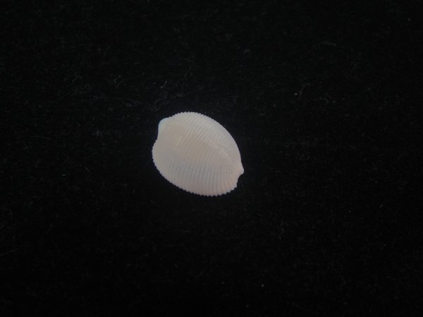 画像1: チスジシラタマ(Triviella multicostata) 桃　濃色　美品 (1)
