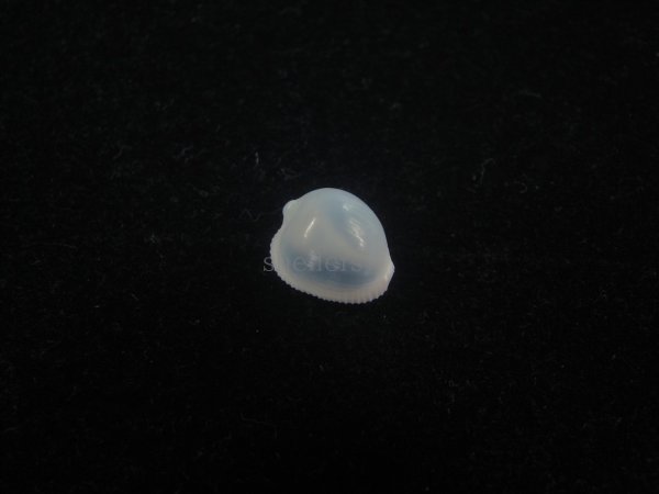 画像1: フクロシラタマ(Triviella vesicularis) 桃　美品 (1)