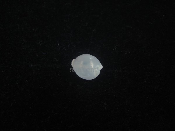 画像2: フクロシラタマ(Triviella vesicularis) 桃　美品 (2)