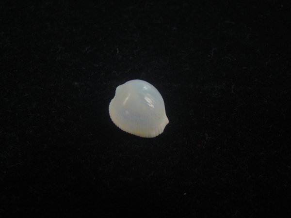 画像1: フクロシラタマ(Triviella vesicularis) 桃　濃色　老成 (1)