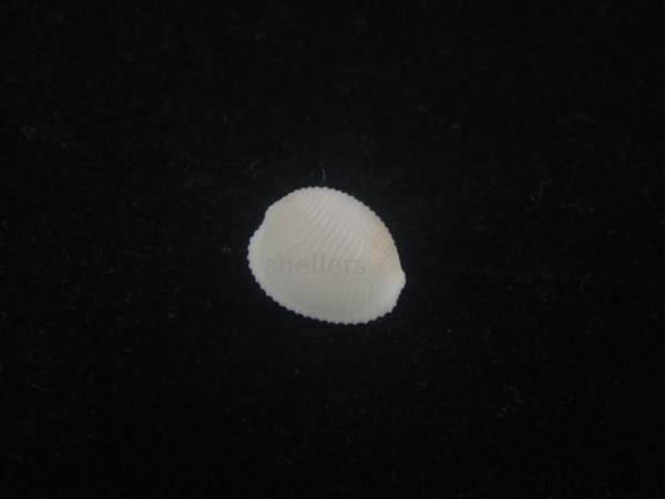 画像1: ジャバラシラタマ(Triviella costata) 桃　濃色　老成 (1)