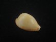 画像1: ケスラーケープダカラ(Cypraeovula capensis profundorum f. kesslerorum) 死殻だけどド珍種 (1)