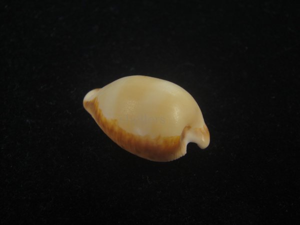 画像2: ケスラーケープダカラ(Cypraeovula capensis profundorum f. kesslerorum) 死殻だけどド珍種 (2)