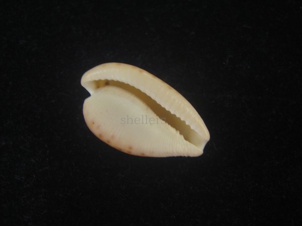 画像3: ケスラーケープダカラ(Cypraeovula capensis profundorum f. kesslerorum) 死殻だけどド珍種 (3)