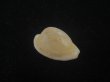 画像1: シロケープダカラ(Cypraeovula capensis gorda) 死殻 (1)