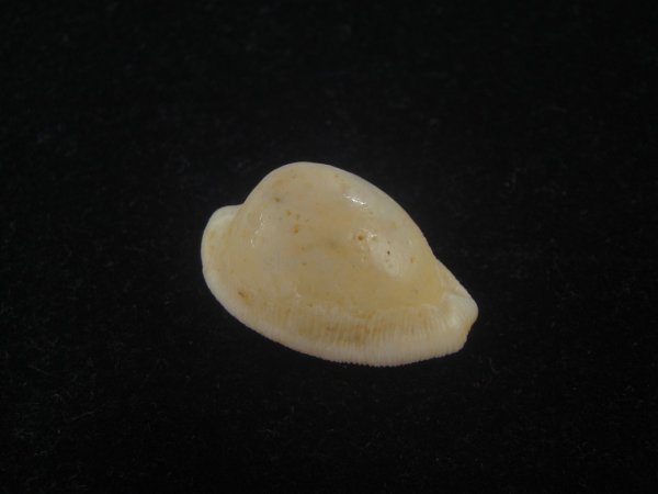 画像1: シロケープダカラ(Cypraeovula capensis gorda) 死殻 (1)