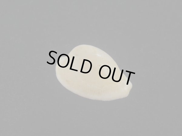 画像1: シロケープダカラ(Cypraeovula capensis gorda) 死殻 (1)