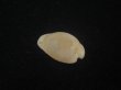 画像2: シロケープダカラ(Cypraeovula capensis gorda) 死殻 (2)