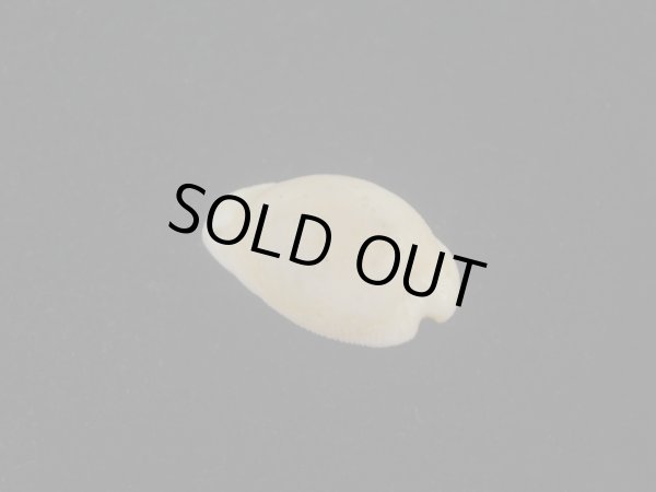 画像2: シロケープダカラ(Cypraeovula capensis gorda) 死殻 (2)