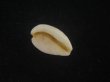 画像3: シロケープダカラ(Cypraeovula capensis gorda) 死殻 (3)
