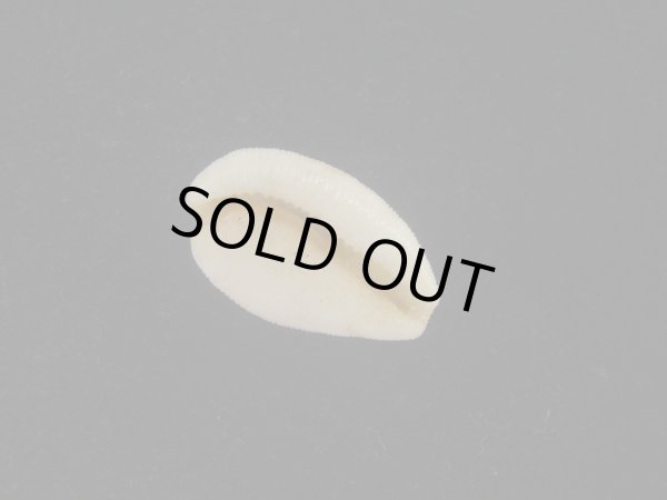 画像3: シロケープダカラ(Cypraeovula capensis gorda) 死殻 (3)