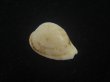画像1: シロケープダカラ(Cypraeovula capensis gorda) 死殻だけど老成 (1)