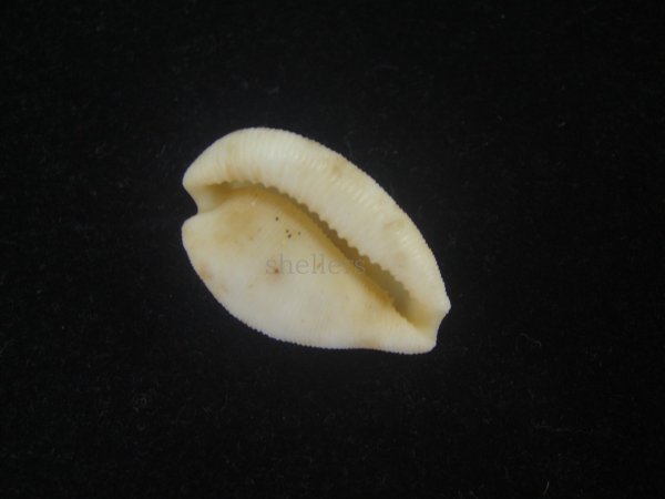 画像3: シロケープダカラ(Cypraeovula capensis gorda) 死殻だけど老成 (3)