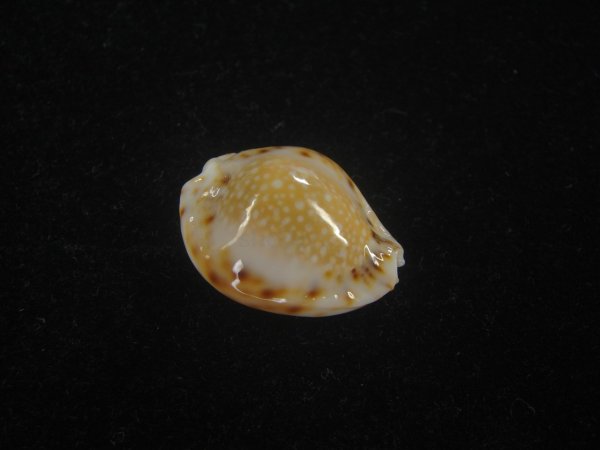 画像1: フクレラマルクダカラ(Naria lamarckii f.redimita) 老成　カルス　美品 (1)