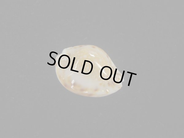 画像1: フクレラマルクダカラ(Naria lamarckii f.redimita) 老成　カルス　美品 (1)