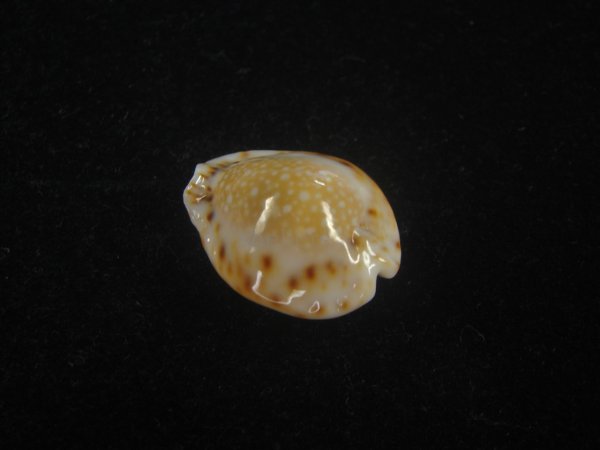 画像2: フクレラマルクダカラ(Naria lamarckii f.redimita) 老成　カルス　美品 (2)