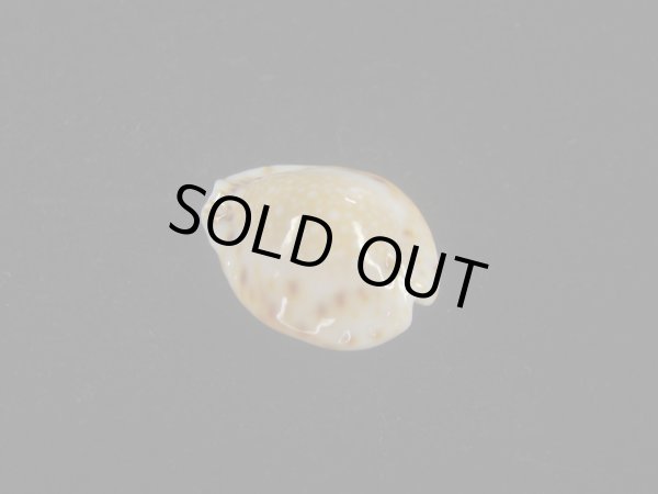 画像2: フクレラマルクダカラ(Naria lamarckii f.redimita) 老成　カルス　美品 (2)