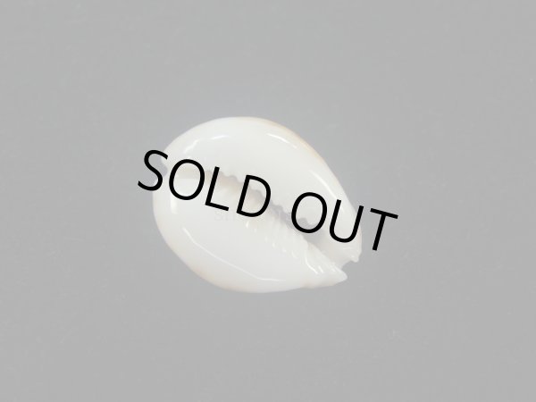 画像3: フクレラマルクダカラ(Naria lamarckii f.redimita) 老成　カルス　美品 (3)