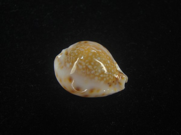 画像1: フクレラマルクダカラ(Naria lamarckii f.redimita) 老成　カルス (1)
